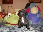cachorros bulldog frances - mejor precio | unprecio.es