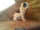 Cachorros de American Stanfor Terrier con Pitbull - mejor precio | unprecio.es