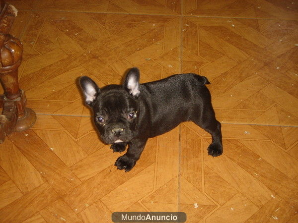 CACHORROS DE BULLDOG FRANCES 590