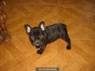 CACHORROS DE BULLDOG FRANCES 590 - mejor precio | unprecio.es