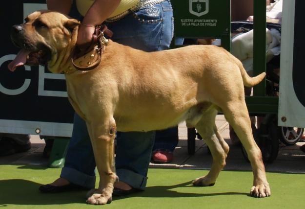 cachorros de dogo/presa canario