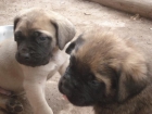 camada BOXER con PEDIGREE 350 - mejor precio | unprecio.es