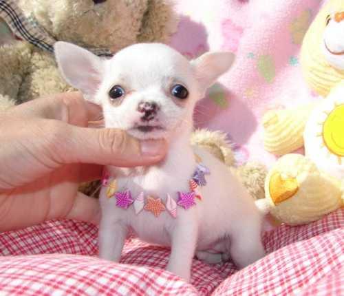 CHIHUAHUA CACHORRO MINI TOY 100€