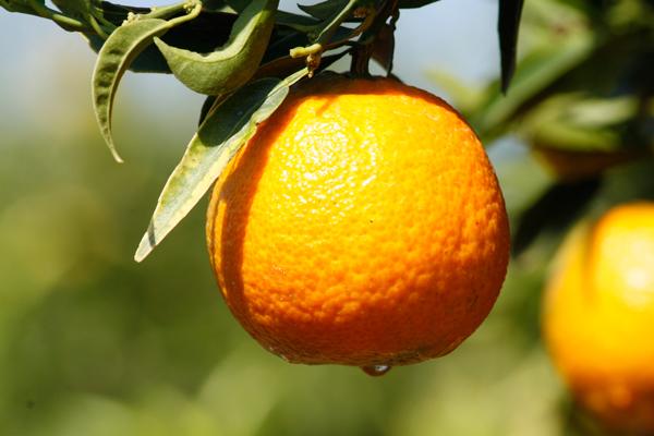 Comenaranjas -Naranjas y mandarinas gourmet al mejor precio
