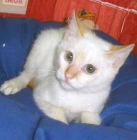 gatito blanco - mejor precio | unprecio.es