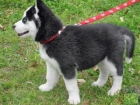 hombres y mujeres adorables cachorros de husky siberiano - mejor precio | unprecio.es