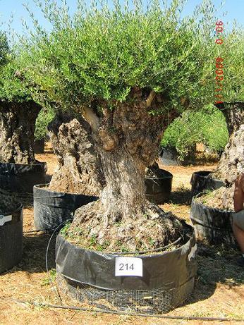 Olivos centenarios, olivos ornamentales