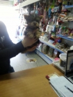 Preciosa cachorrita yorkshire terrier toy - mejor precio | unprecio.es
