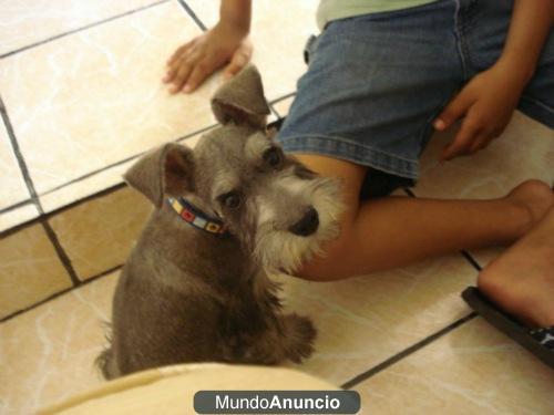 Schnauzer busca novia