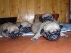 vender cachorros - mejor precio | unprecio.es