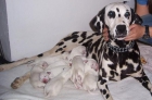 VENDO CACHORROS DE DALMATA LEGITIMOS EN SEVILLA - mejor precio | unprecio.es