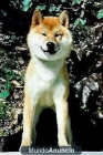 Busco hembra Shiba inú para montas! ofrezco macho!! - mejor precio | unprecio.es