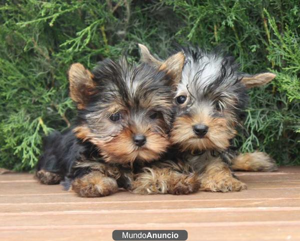 ¡Estas fiestas regala vida, regalaros un shih tzu!
