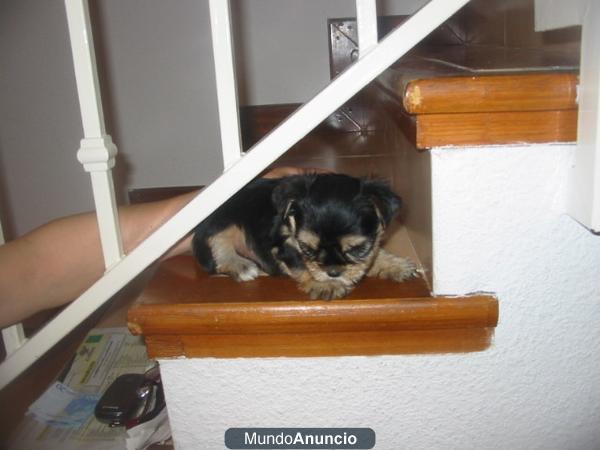 ADORABLES  YORKSHIRE TOYS Y ENANOS CON PEDIGREE