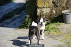 boston terrier para montas - mejor precio | unprecio.es