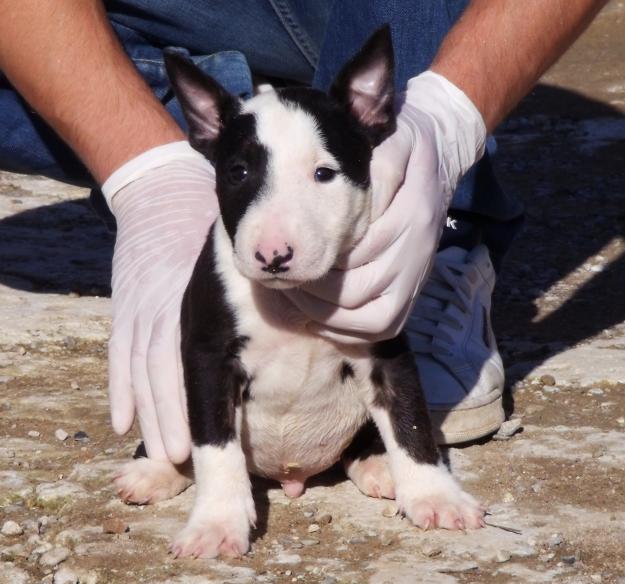 cachorro bull terrier 450€