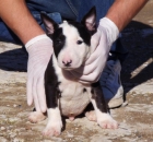 cachorro bull terrier 450€ - mejor precio | unprecio.es