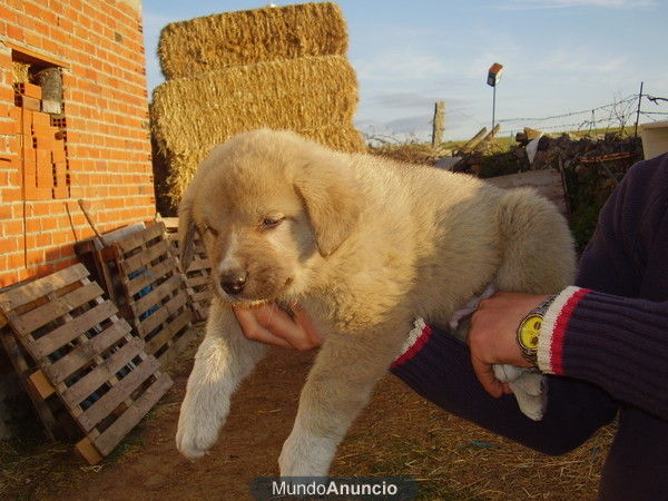 Cachorros de mastin español.