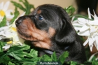 Cachorros teckel kaninchen 3-4 kg de adultos - mejor precio | unprecio.es