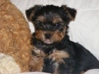 Cachorros yorkshire Terrier - mejor precio | unprecio.es