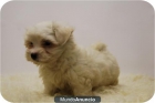 Camada de Bichon Maltes con dos meses - mejor precio | unprecio.es