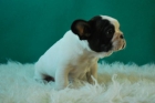 disponibles perritos bulldog frances ,,,, excelentes - mejor precio | unprecio.es