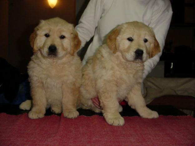 Excelente camada de Golden Retriever