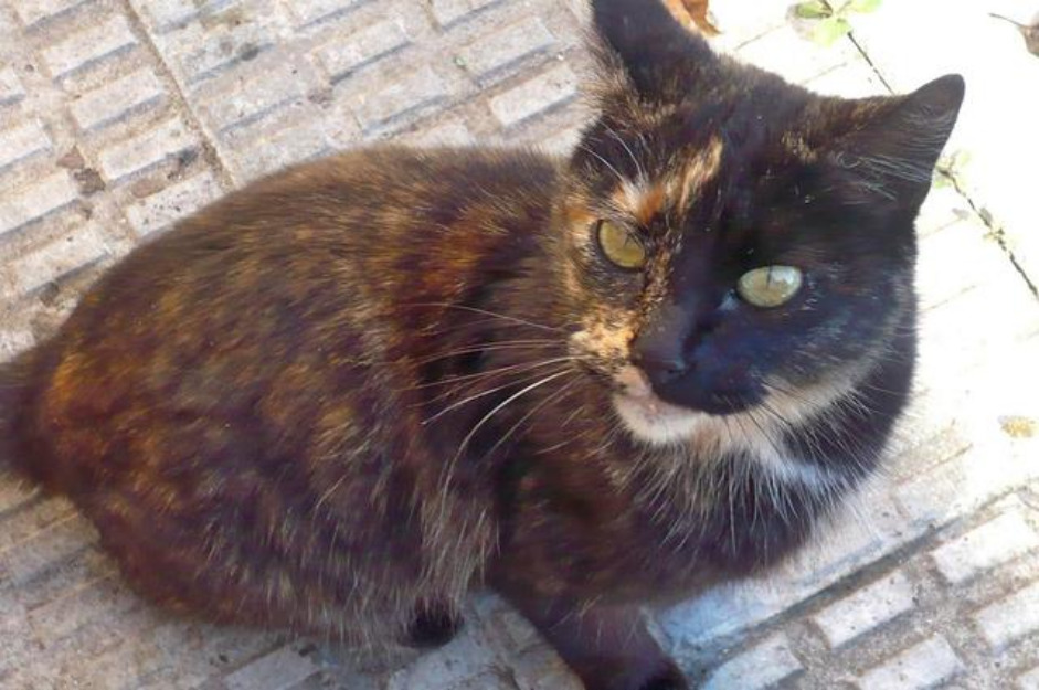 Marianne gatita mimosa en la calle. Se da en adopción