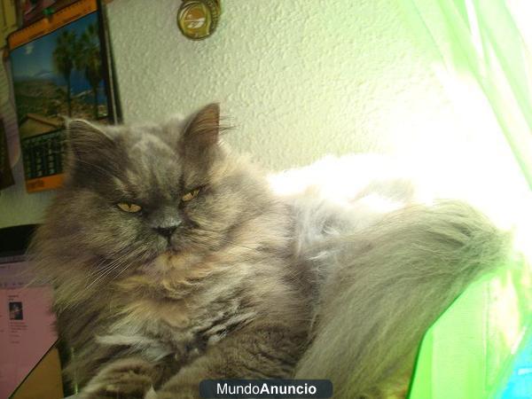 PERDIDA GATITA PERSA - LARA