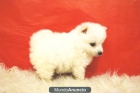 POMERANIAS MUY BLANCOS PRECIOSOS EJEMPLARES FOTOS REALES - mejor precio | unprecio.es