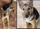 Preciosa cachorra de 4 meses busca hogar - mejor precio | unprecio.es