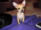 preciosa chihuahua hembra - mejor precio | unprecio.es