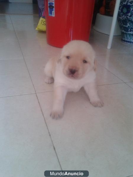 Se venden cachorros de labrador