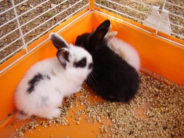 VENDO CONEJOS ANGORA-BELLIER