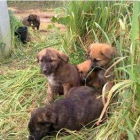 ACOGIDA MUY URGENTE, CACHORRITOS TIRADOS EN EL CAMPO¡¡ - mejor precio | unprecio.es