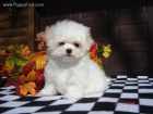 Bichon maltes,Tienen dos meses son cachorros de Pura Raza - mejor precio | unprecio.es