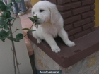 Cachorros de Golden Retriever con Pedigree disponibles. - mejor precio | unprecio.es