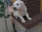 Cachorros de Golden Retriever con Pedigree disponibles. - mejor precio | unprecio.es