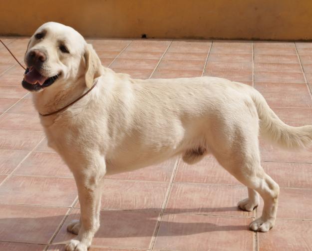 Cachorros de Labrador