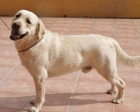 Cachorros de Labrador - mejor precio | unprecio.es