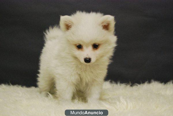 Cachorros de LulU de pomerania