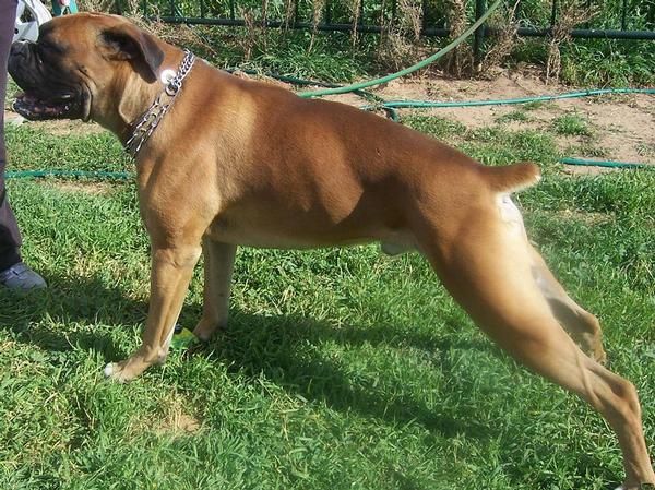 Ejemplar de boxer linea alemana, pedigree de campeones