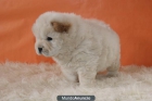 Excelentes cachorros de Chow Chow con 2 meses /// - mejor precio | unprecio.es