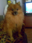 MACHO POMERANIA BUSCA HEMBRA PARA MONTA - mejor precio | unprecio.es