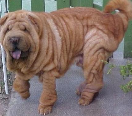 shar pei americanos