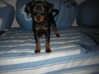 VENDO CACHORRO DE MINI PINCHER - mejor precio | unprecio.es