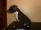 Venta macho American Staffordshire - mejor precio | unprecio.es