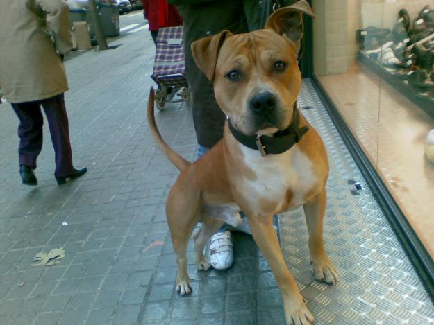 american stafford macho busca novia