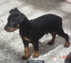 AUTENTICOS CACHORRITOS EN ZARAGOZA  [250 euros] - mejor precio | unprecio.es