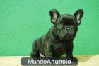 BULLDOG FRANCES - mejor precio | unprecio.es